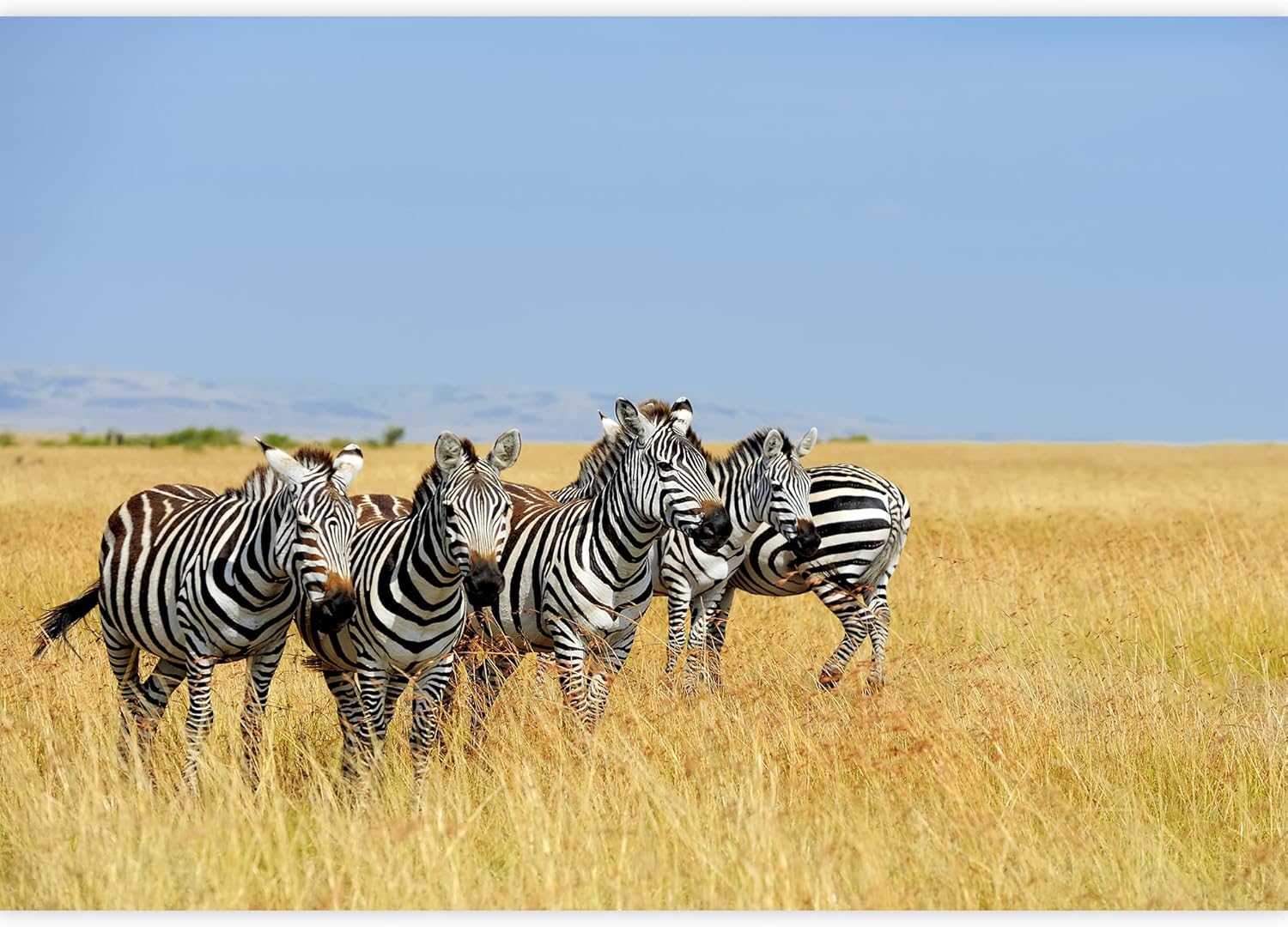 wall26 Removable Wall Sticker/Wall Mural African Field Safari Wild Zebras Animals Nature Photography Realism Decorative Landscape Relax/Calm Rustic Scenery for Living Room, Bedroom, Office - 66"x96"